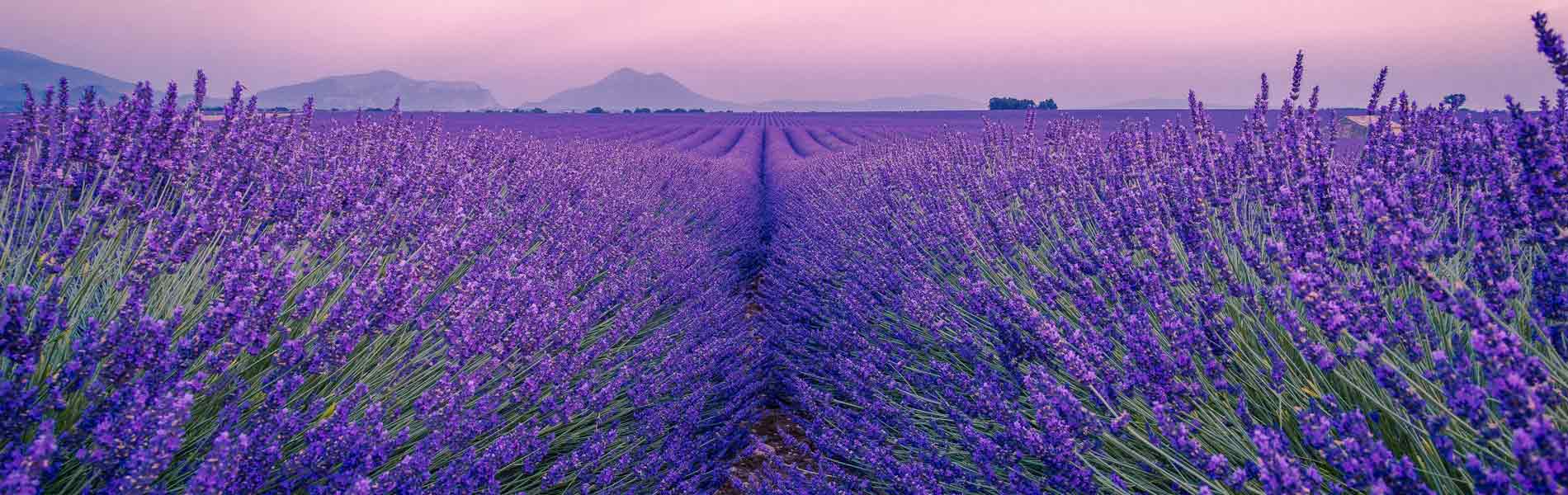 Fête de la lavande à Valensole