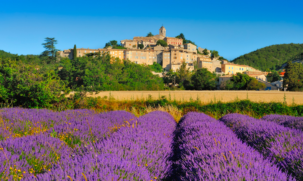 champs de lavande valensole