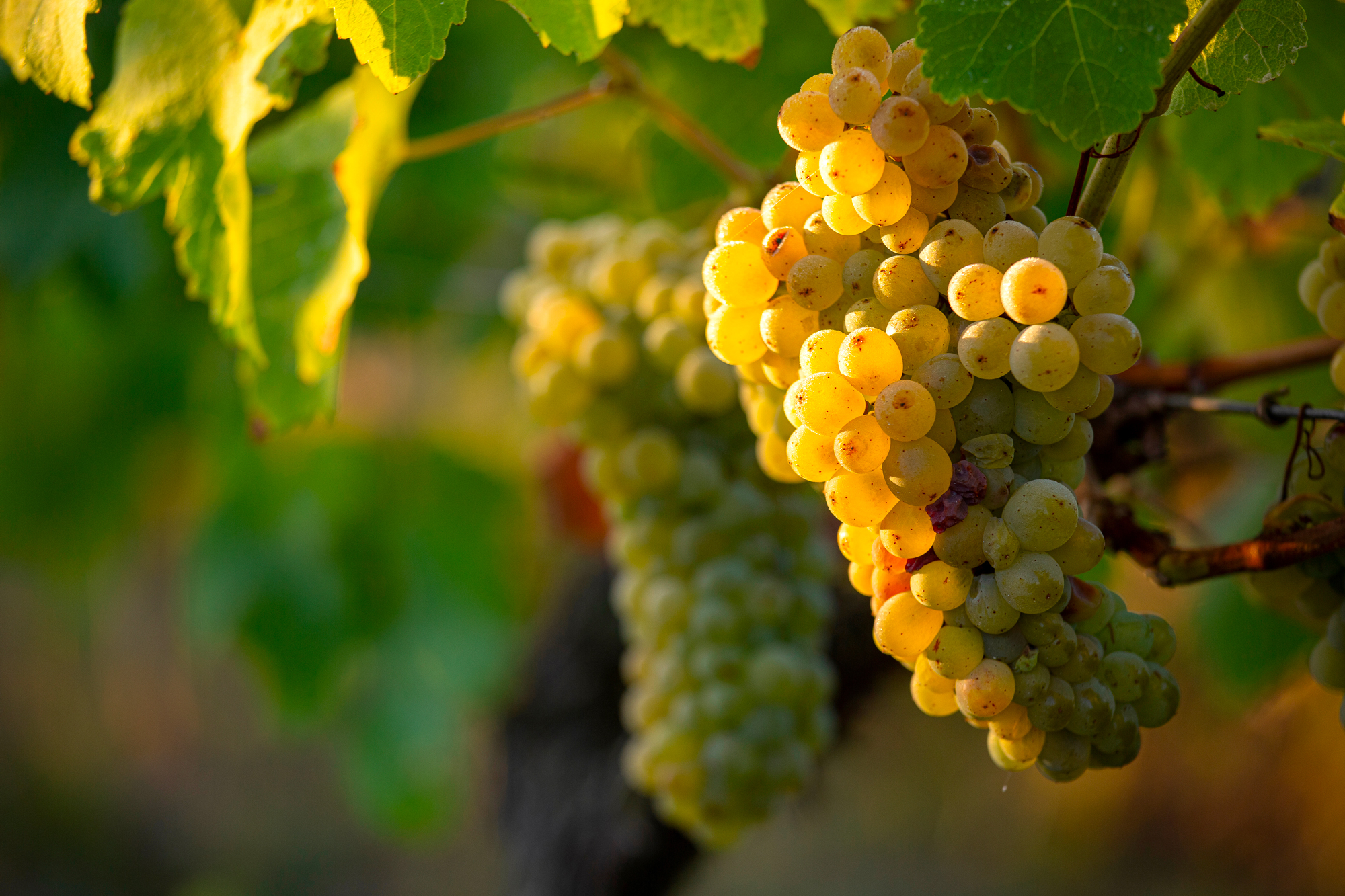 muscat ventoux
