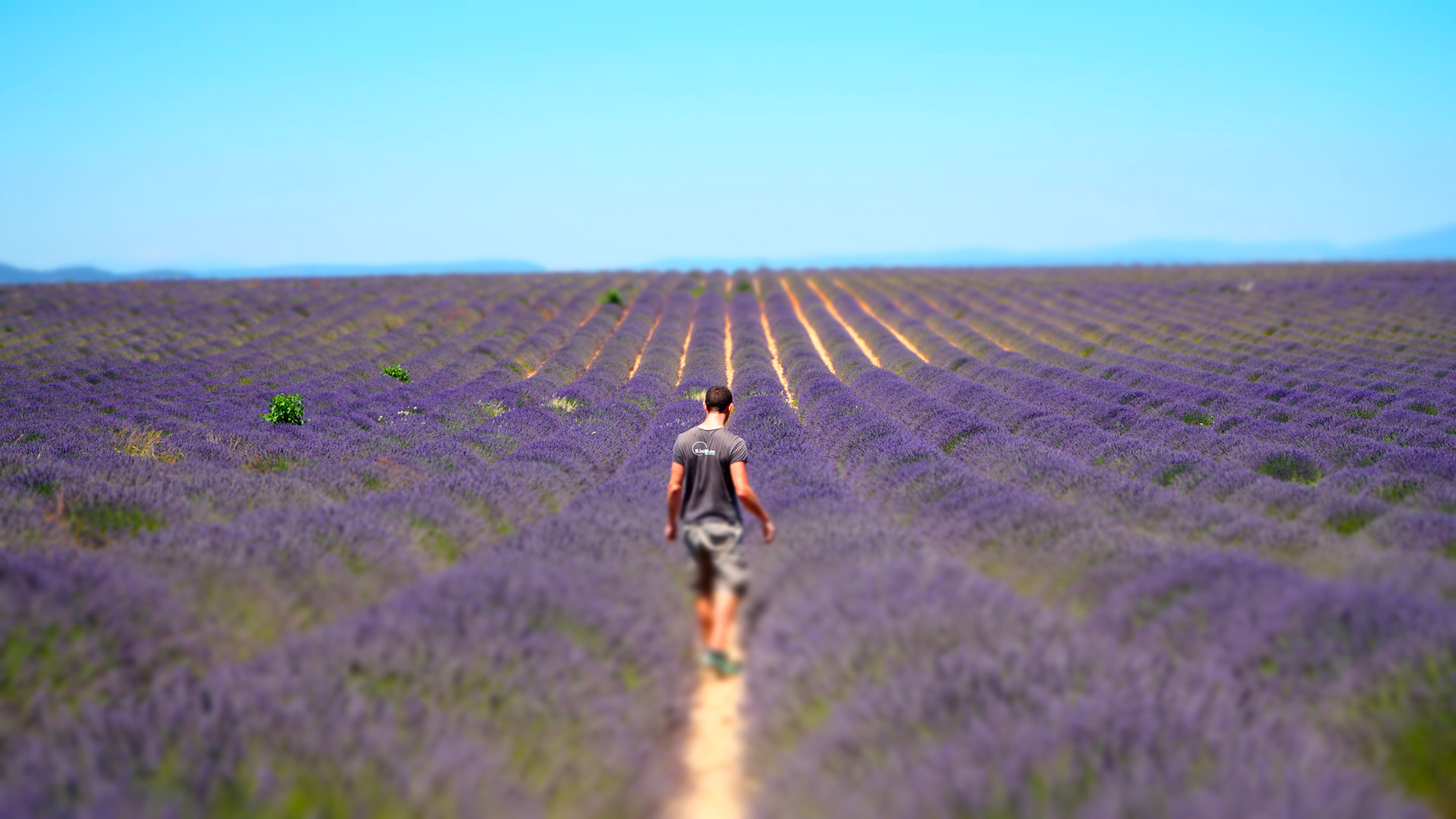 plateau de valensole