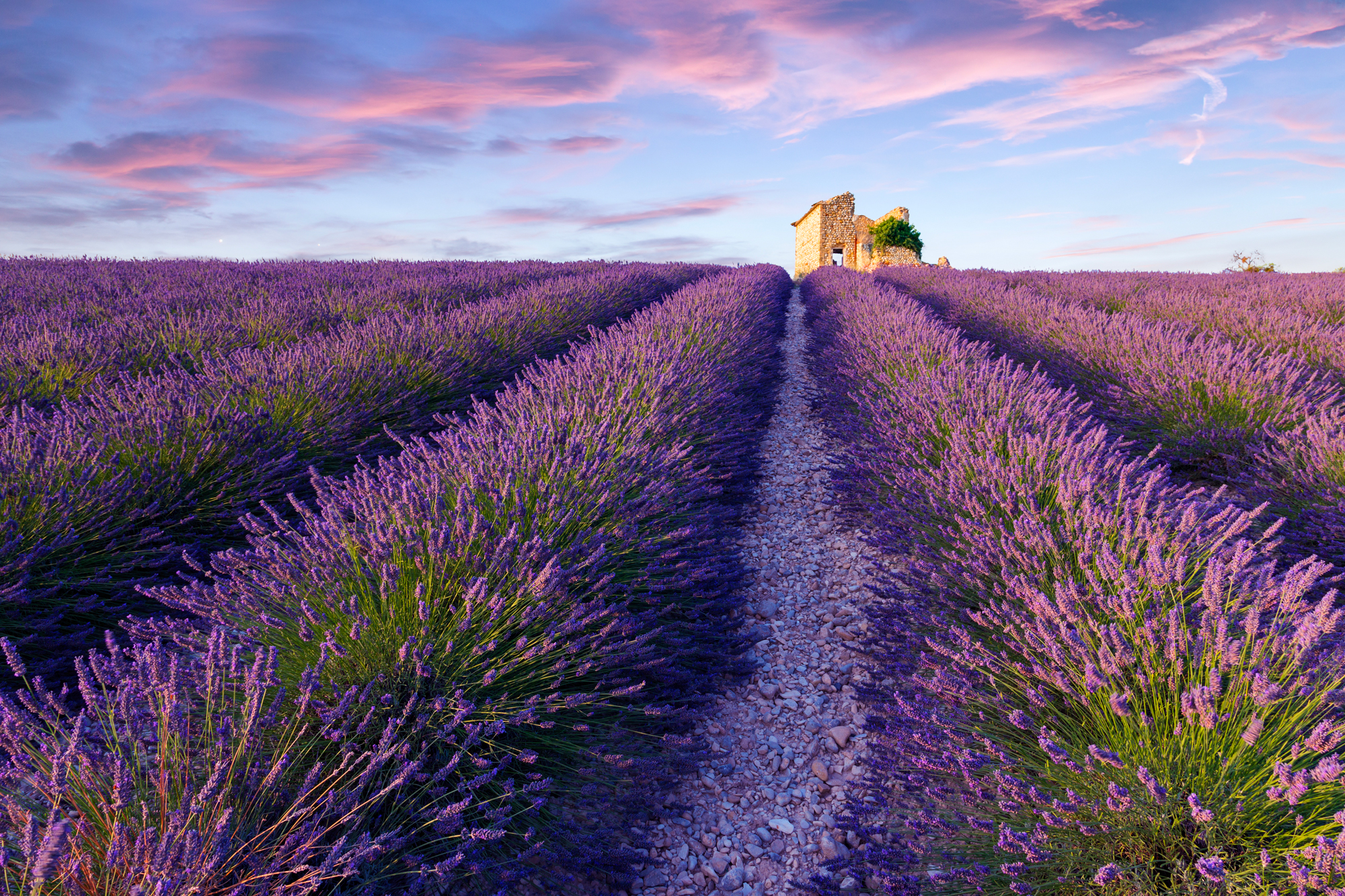 valensole